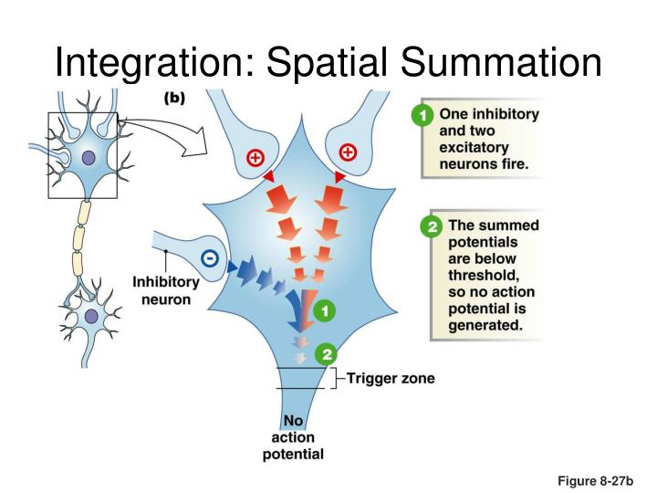 PPT Neurophysiology PowerPoint Presentation ID 5703527 PPT Neurophysiology PowerPoint Presentation ID 5703527