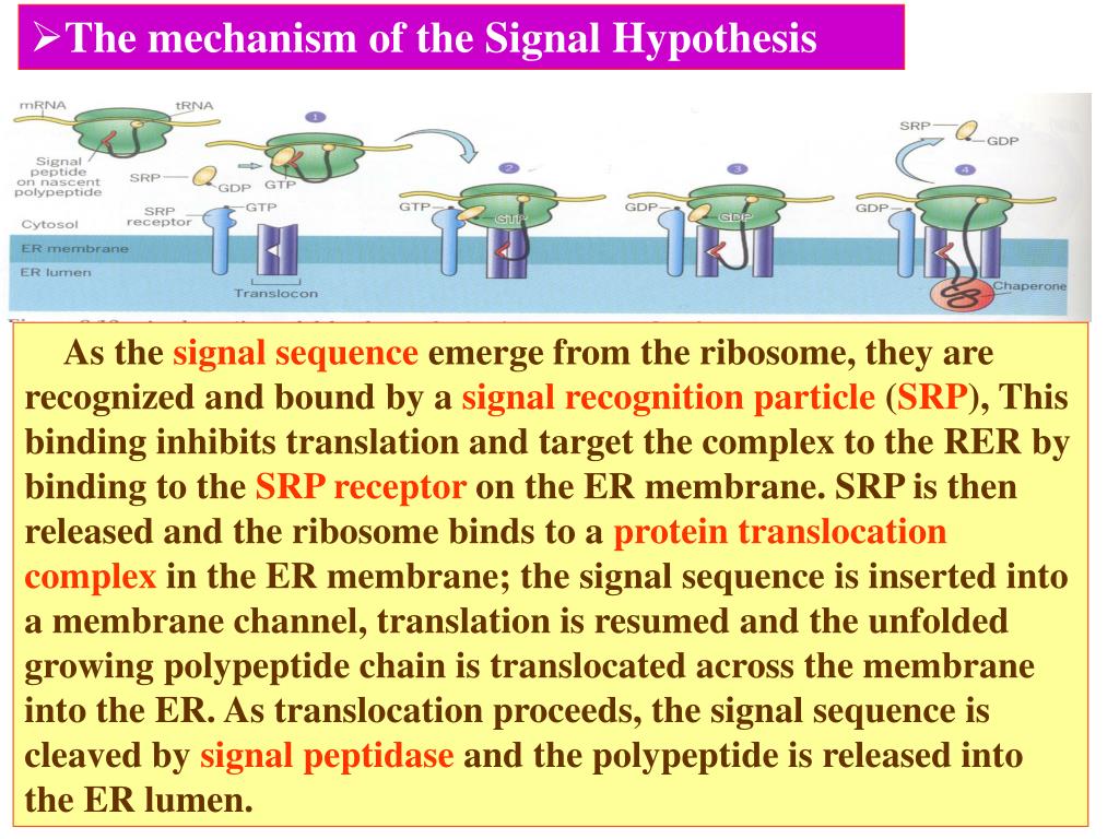 signal hypothesis ppt