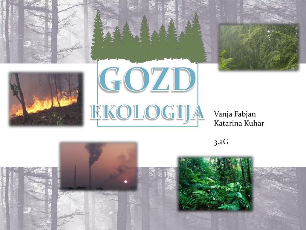 PPT - GOZD EKOLOGIJA PowerPoint Presentation, free download - ID:5706177