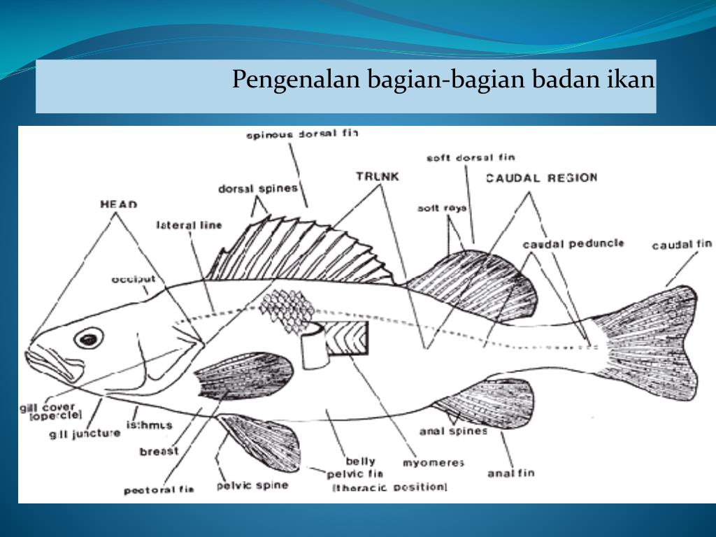 Peta Minda Tulang Ikan