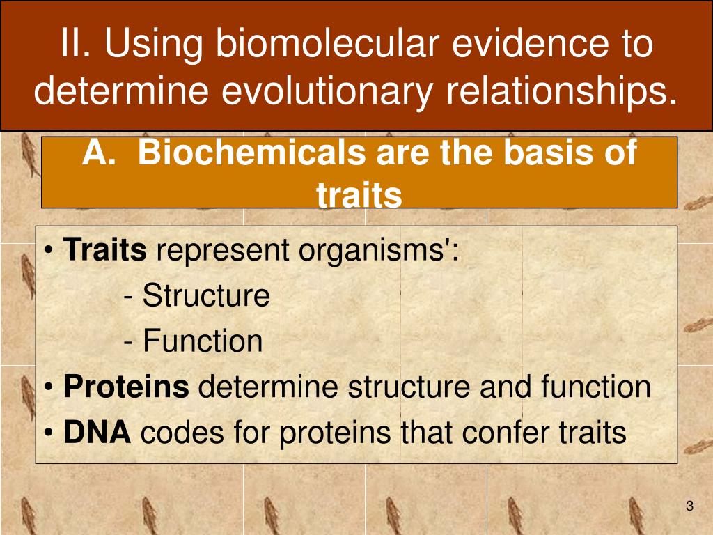 types of evidence are used to determine evolutionary relationships