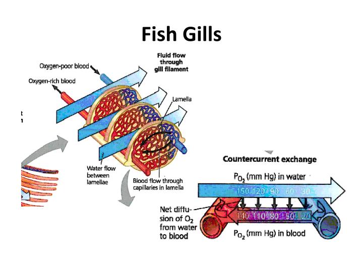 PPT Countercurrent Exchange and Gas Exchange PowerPoint