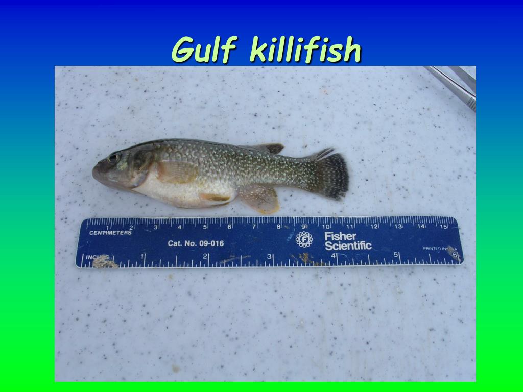 Gulf Killifish