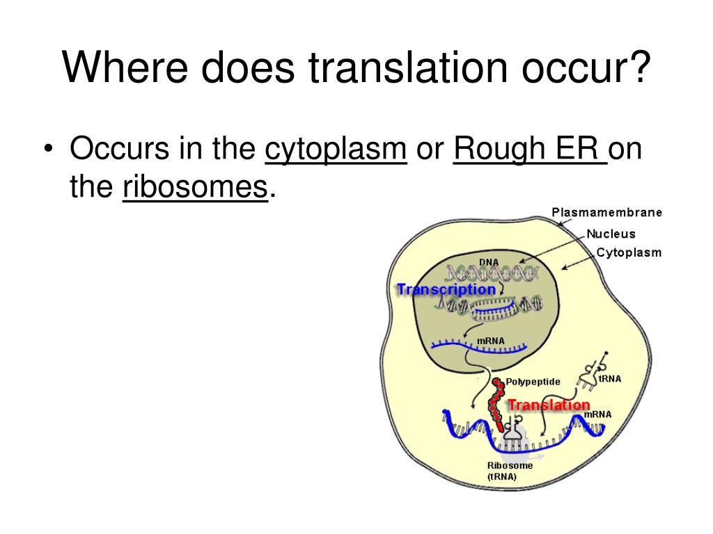 Ppt protein synthesis powerpoint presentation free download id 5710789