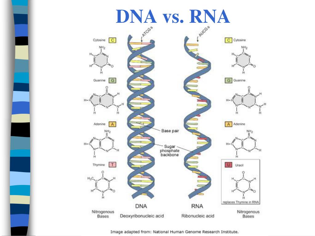 PPT - Ch 12 DNA and RNA PowerPoint Presentation, free download - ID:5711077
