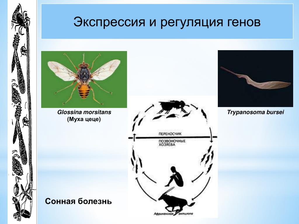 Основной хозяин муха цеце основной хозяин человек. Трипаносомы цикл Муха ЦЕЦЕ. Трипаносомоз Муха ЦЕЦЕ. Переносчик африканского трипаносомоза. Трипаносома и Муха це це.