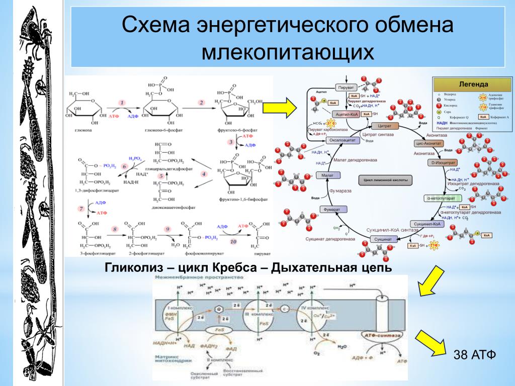 Протекание гликолиза кольцевые