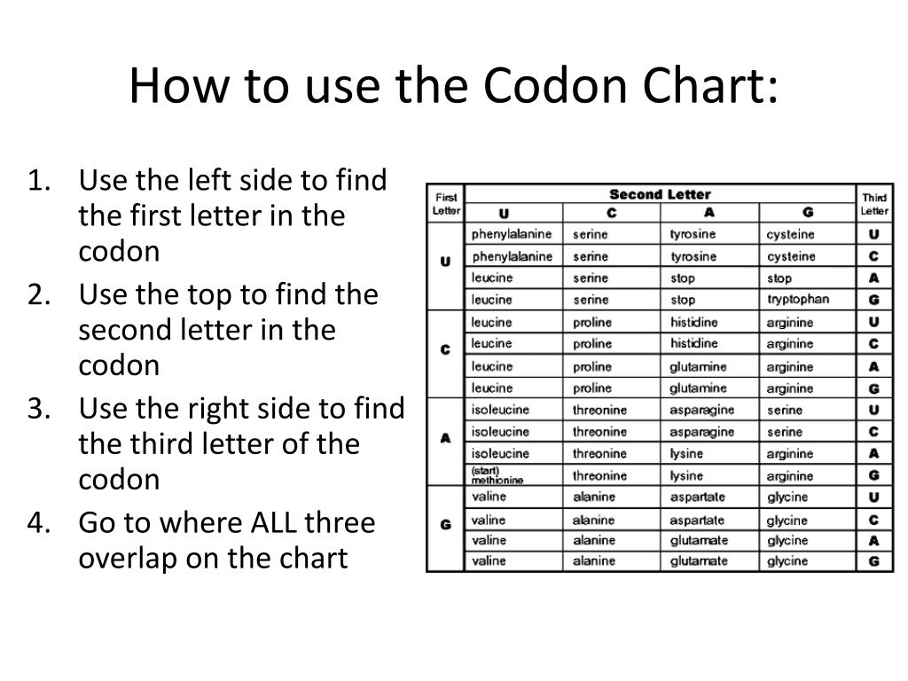 Dna To Rna Codon Chart