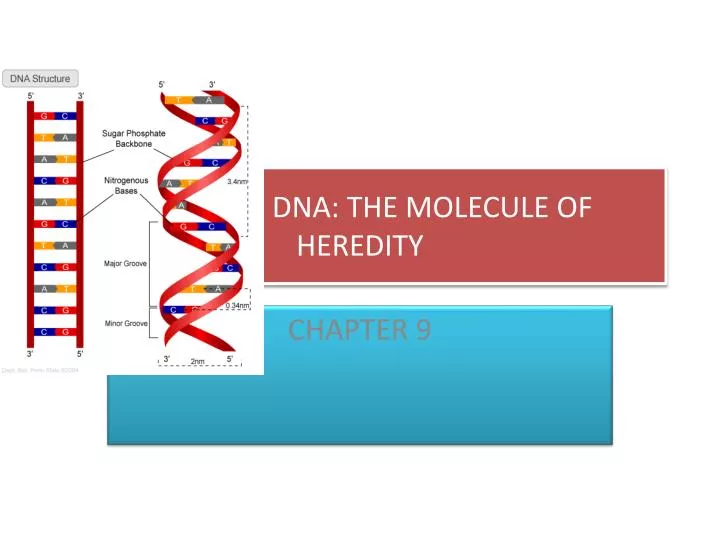 dna the molecule of heredity n.