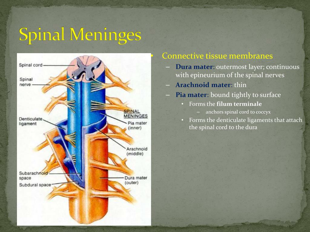 Ppt Presentation And Management Of Spinal Cord Lesions Powerpoint