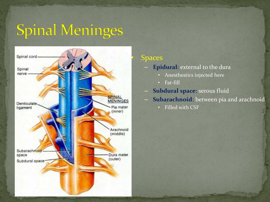 PPT - Presentation and Management of spinal cord lesions PowerPoint ...