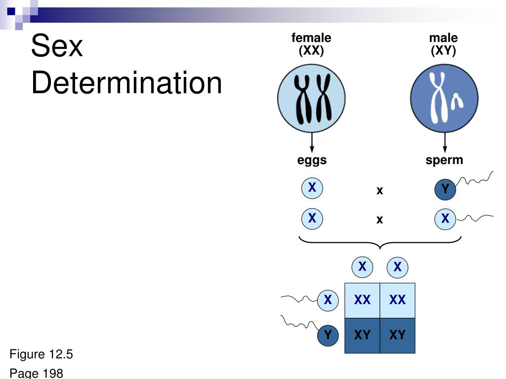 Ppt Chromosomes And Human Genetics Powerpoint Presentation Free Free Download Nude Photo Gallery