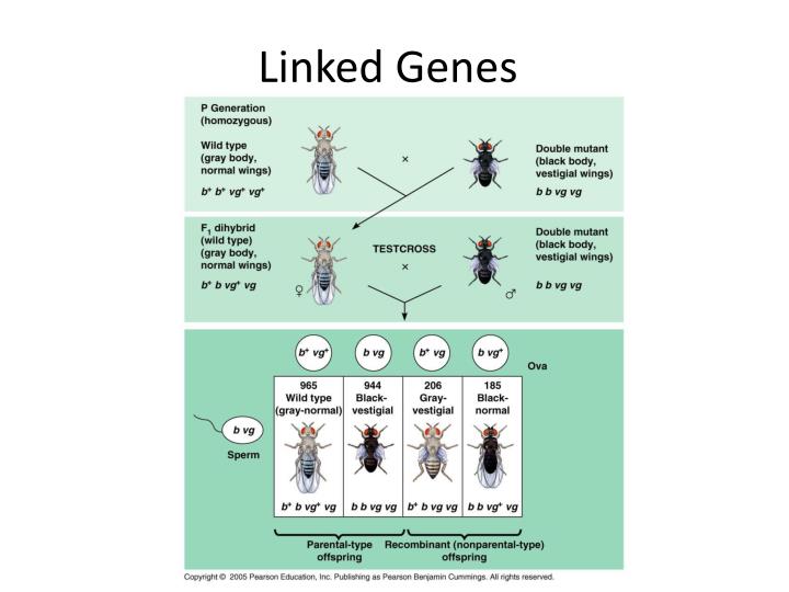 linked genes linked genes