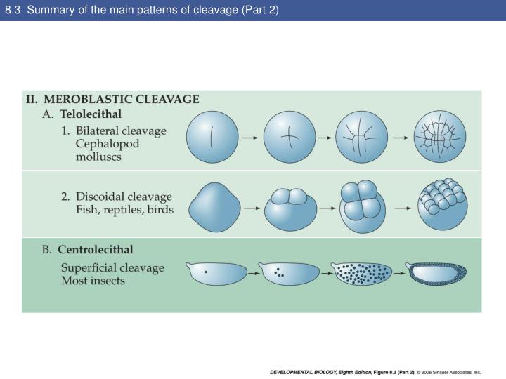 PPT Know .patterns of cleavage PowerPoint Presentation ID5715775