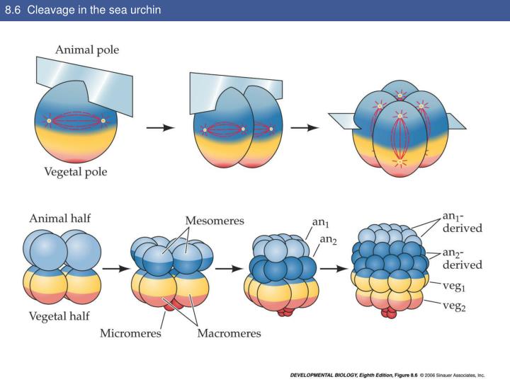 PPT Know .patterns of cleavage PowerPoint Presentation ID5715775
