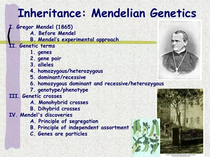 inheritance mendelian genetics n.