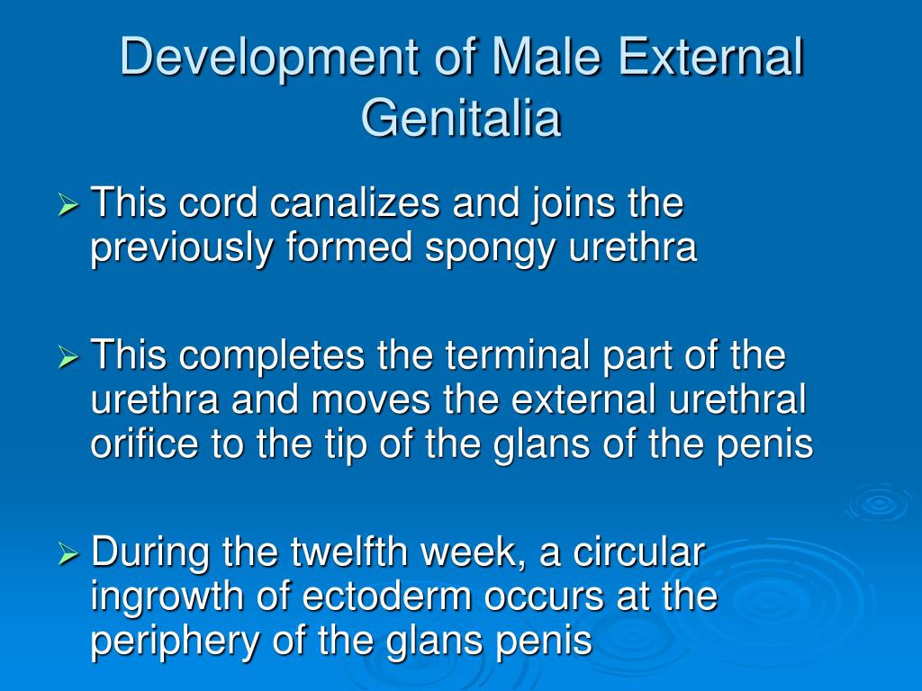 Ppt Male Genital System Powerpoint Presentation Free Download Id