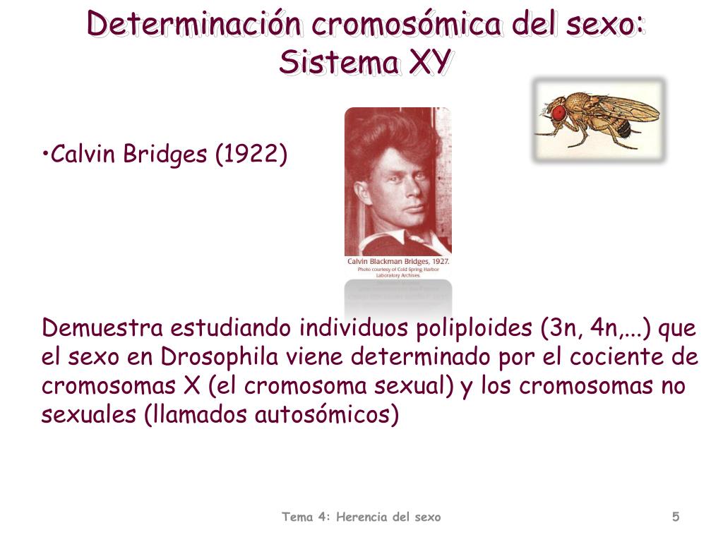 PPT - Tema 4: Herencia del sexo PowerPoint Presentation, free download ...