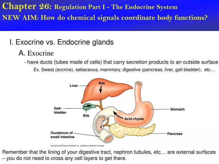 Ppt Chapter 26 Regulation Part I The Endocrine System Powerpoint Presentation Id