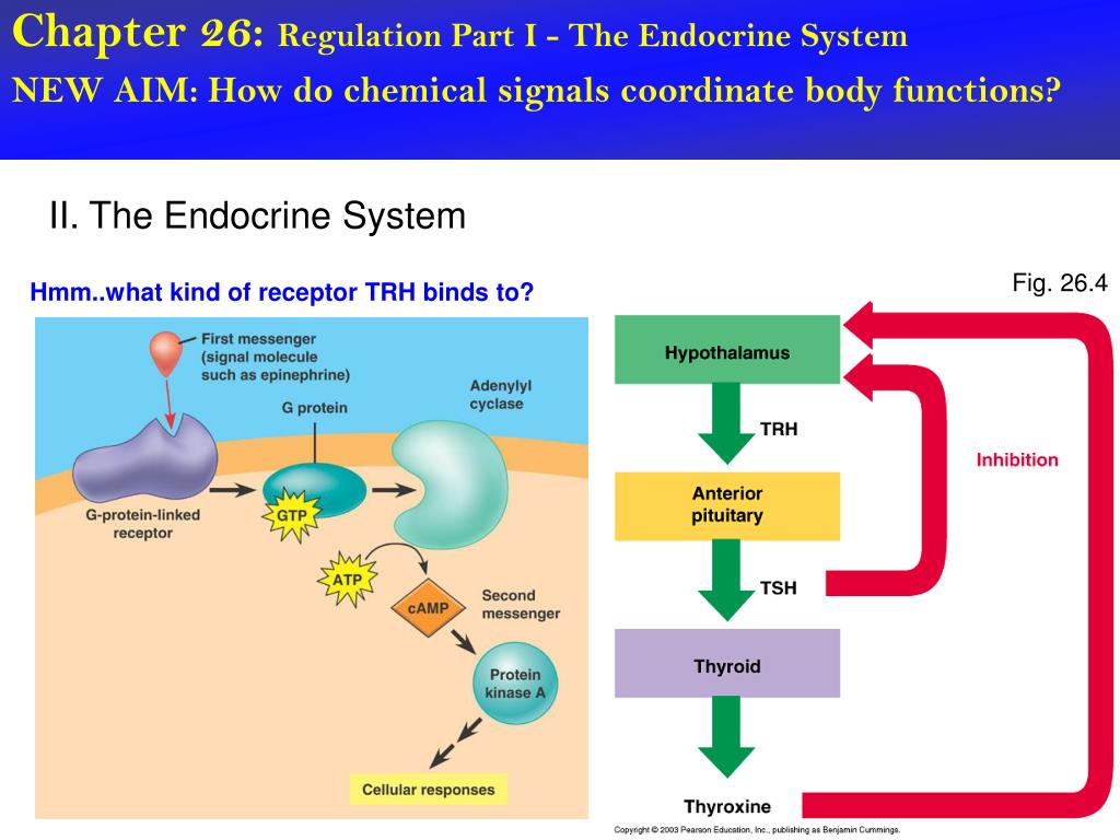 PPT - Chapter 26: Regulation Part I - The Endocrine System PowerPoint