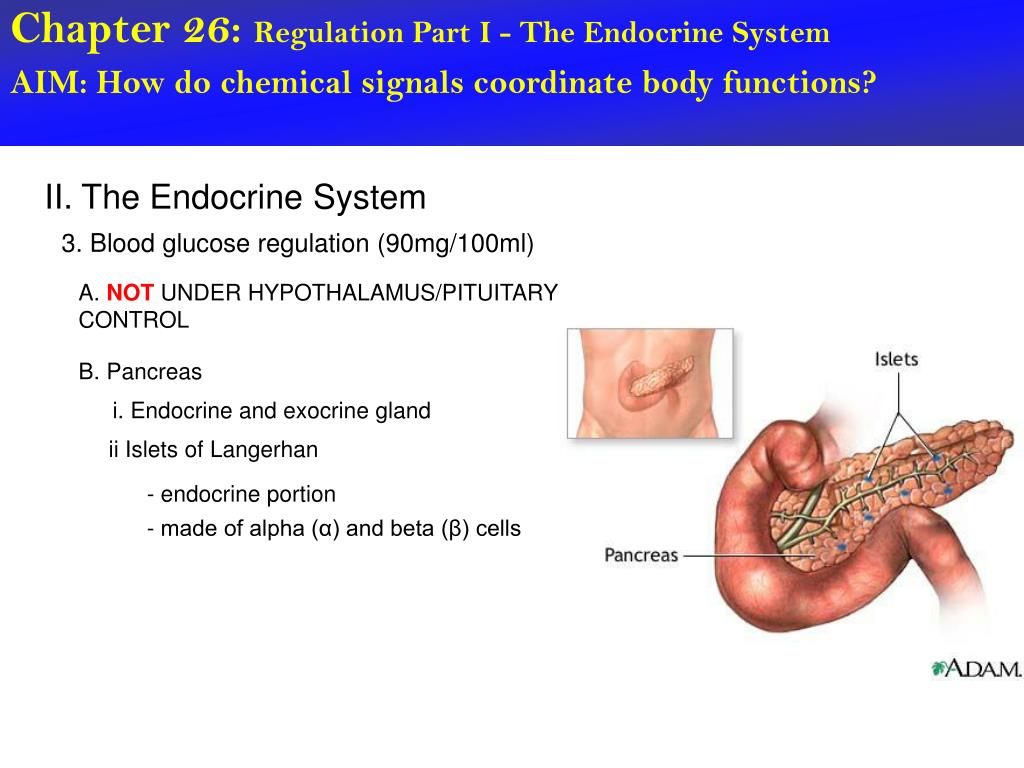 PPT - Chapter 26: Regulation Part I - The Endocrine System PowerPoint
