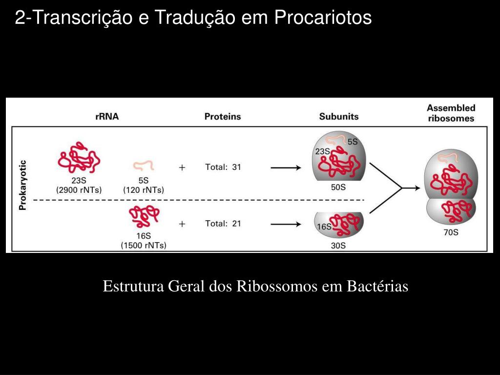 PPT - Regulação da Expressão Gênica em Procariotos PowerPoint Presentation  - ID:5718200