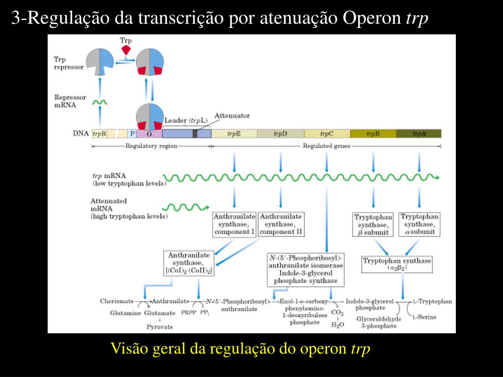 PPT - Regulação da Expressão Gênica em Procariotos PowerPoint Presentation  - ID:5718200