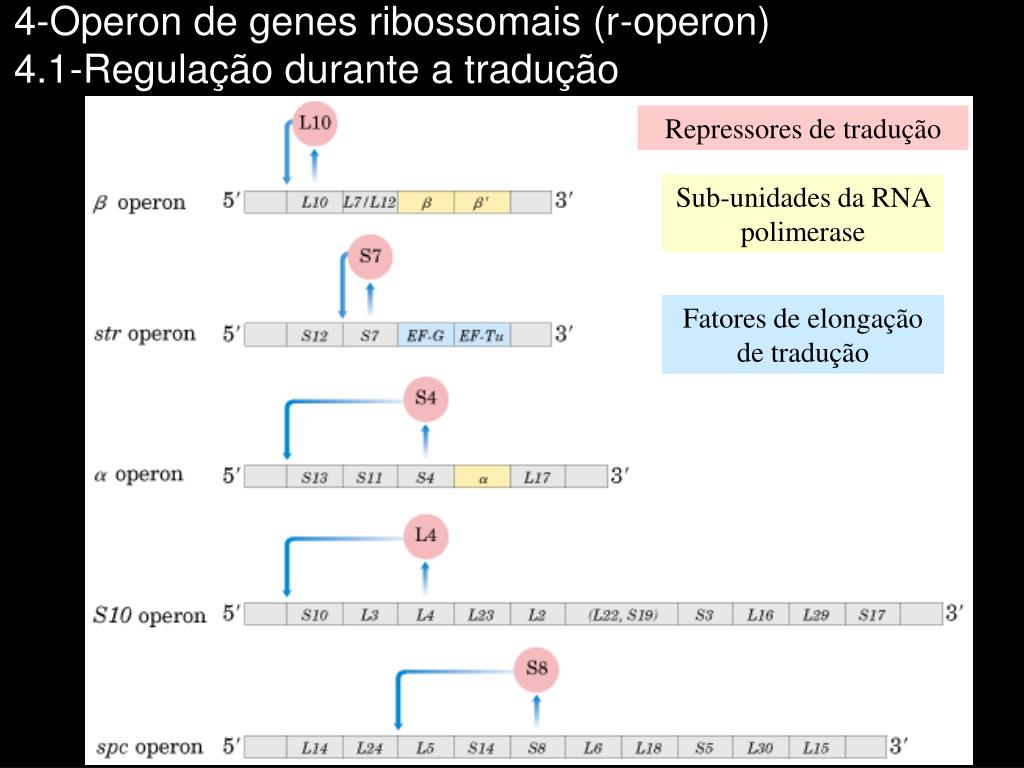 PPT - Regulação da Expressão Gênica em Procariotos PowerPoint Presentation  - ID:5718200