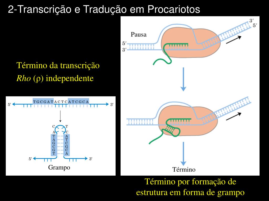 PPT - Regulação da Expressão Gênica em Procariotos PowerPoint Presentation  - ID:5718200