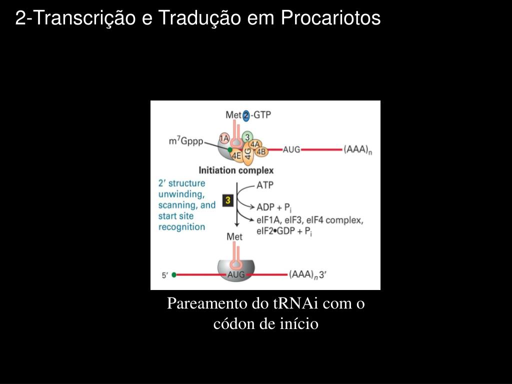 PPT - Regulação da Expressão Gênica em Procariotos PowerPoint Presentation  - ID:5718200