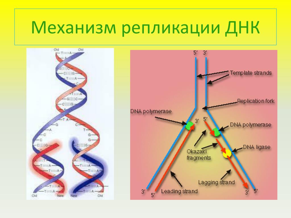 Репликация данных это. Репликация ДНК И Биосинтез белка. Репликация ДНК этапы рисунок. Репликация ДНК это Синтез. Механизм репликации ДНК 10 класс.