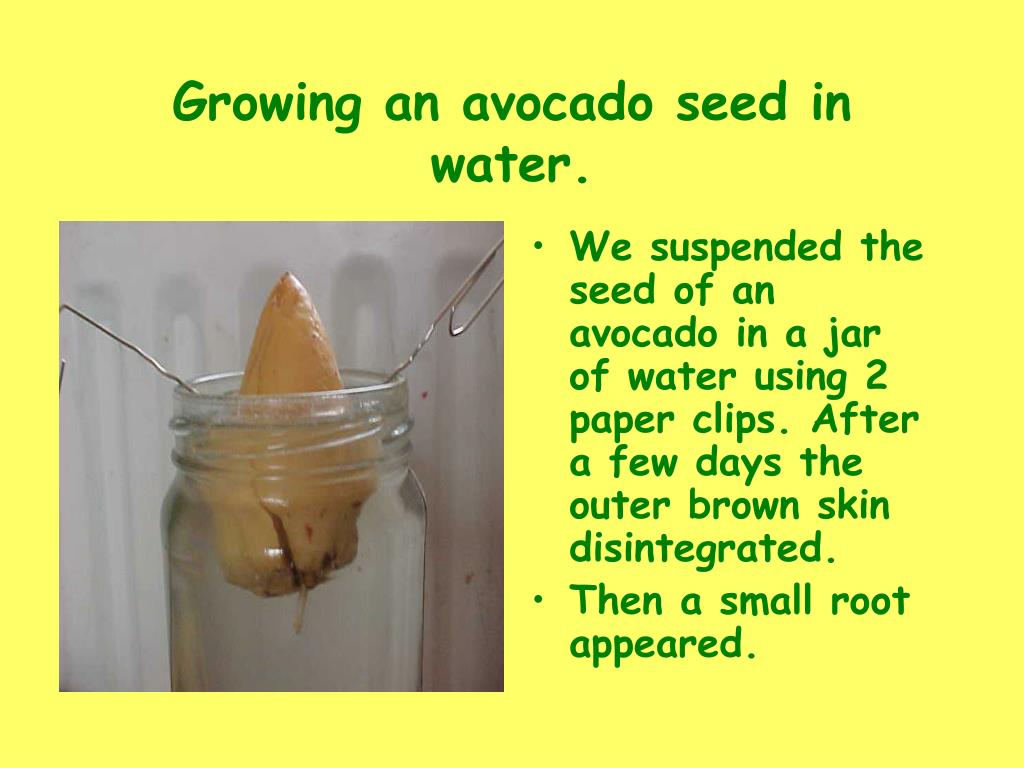 PPT Growing an avocado seed in water PowerPoint Presentation, free download ID5718704