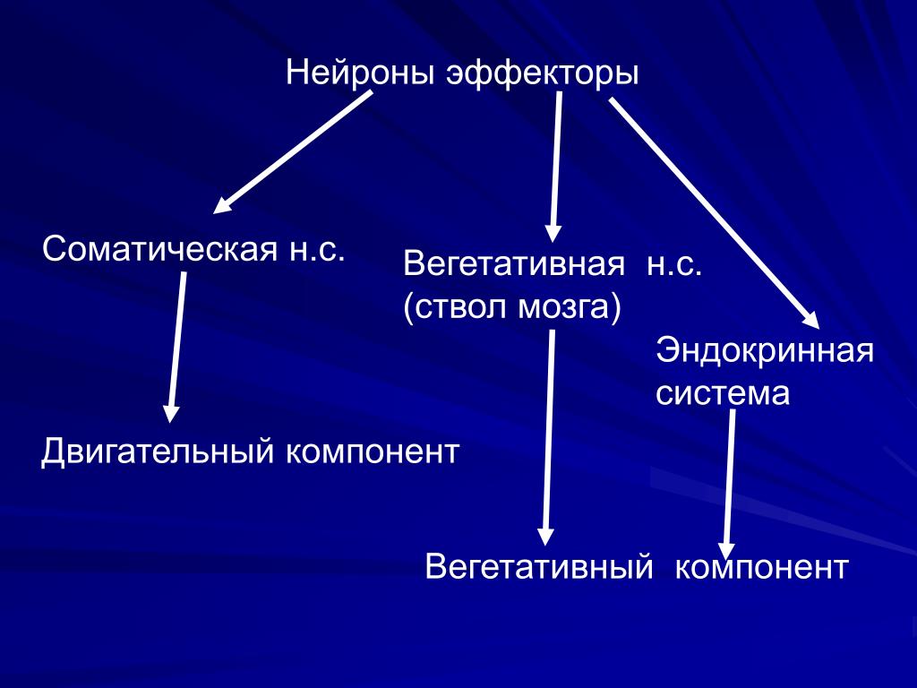 Вегетативный компонент