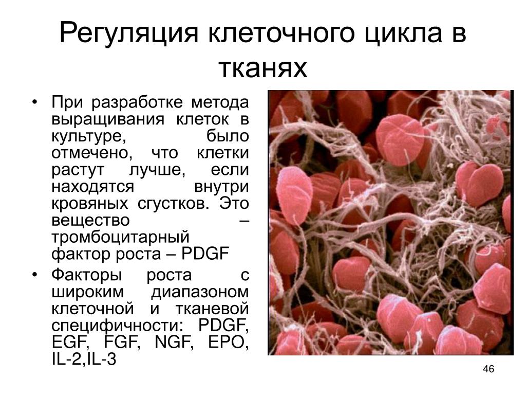 Тромбоцитарные факторы. Тромбоцитарный фактор. Тромбоцитарный фактор роста. Тромбоцитарные факторы роста. Тромбоцитарный фактор роста PDGF.