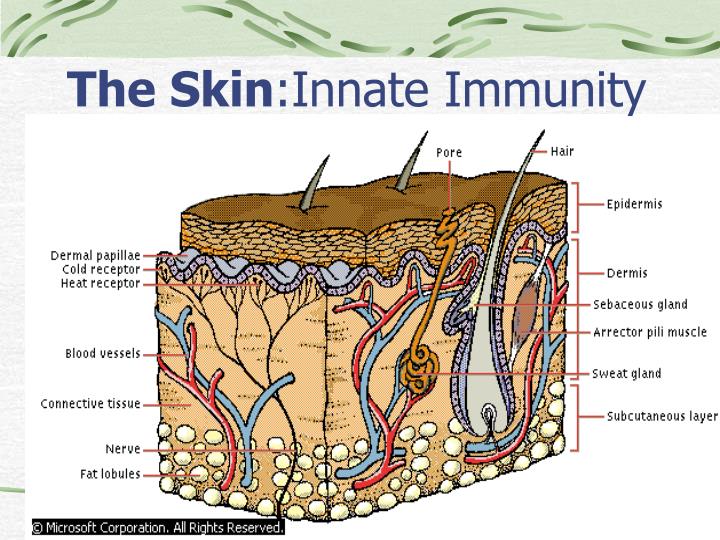 PPT - Immunity & Disease PowerPoint Presentation - ID:5722588