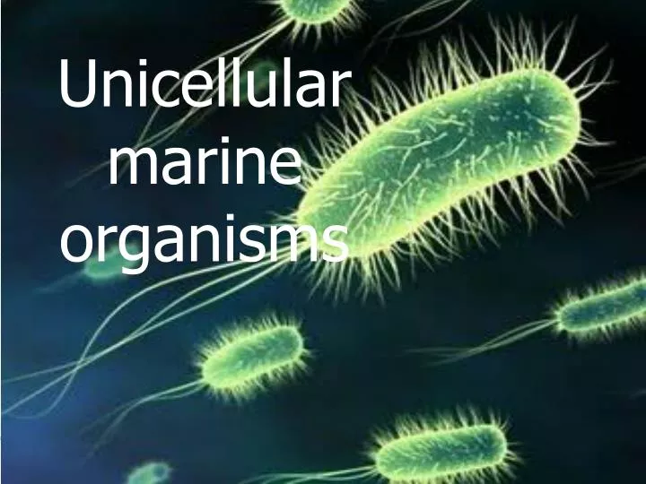 PPT Unicellular  marine organisms  PowerPoint Presentation 