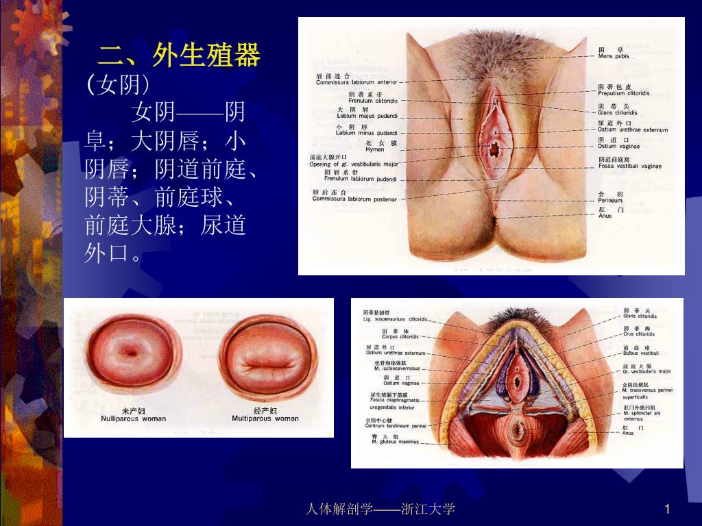 女子陰阜 圖輯】陰部重新出道計畫：你看過自己的私密處嗎？｜女人迷Womany