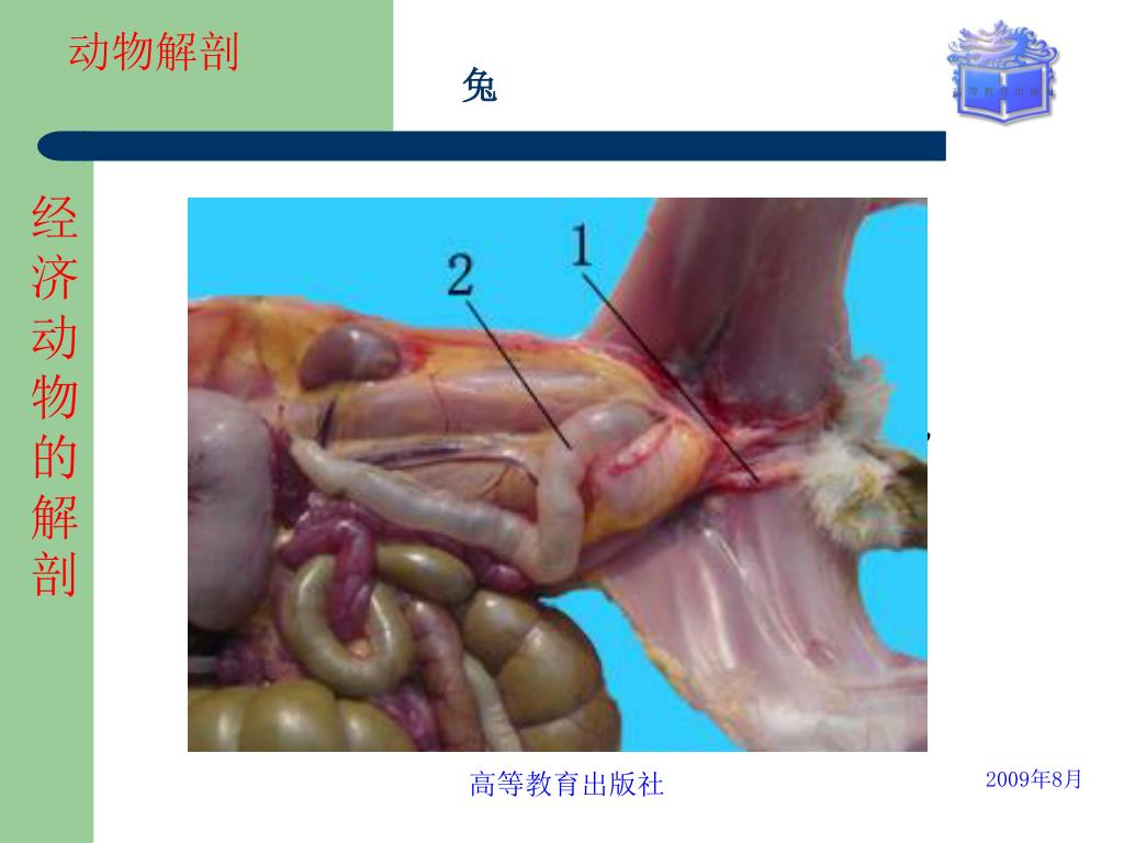 狗 狗的内脏器官狗的骨骼 狗内脏 哺乳动物 狗 解剖狗-cg模型免费下载-CG99