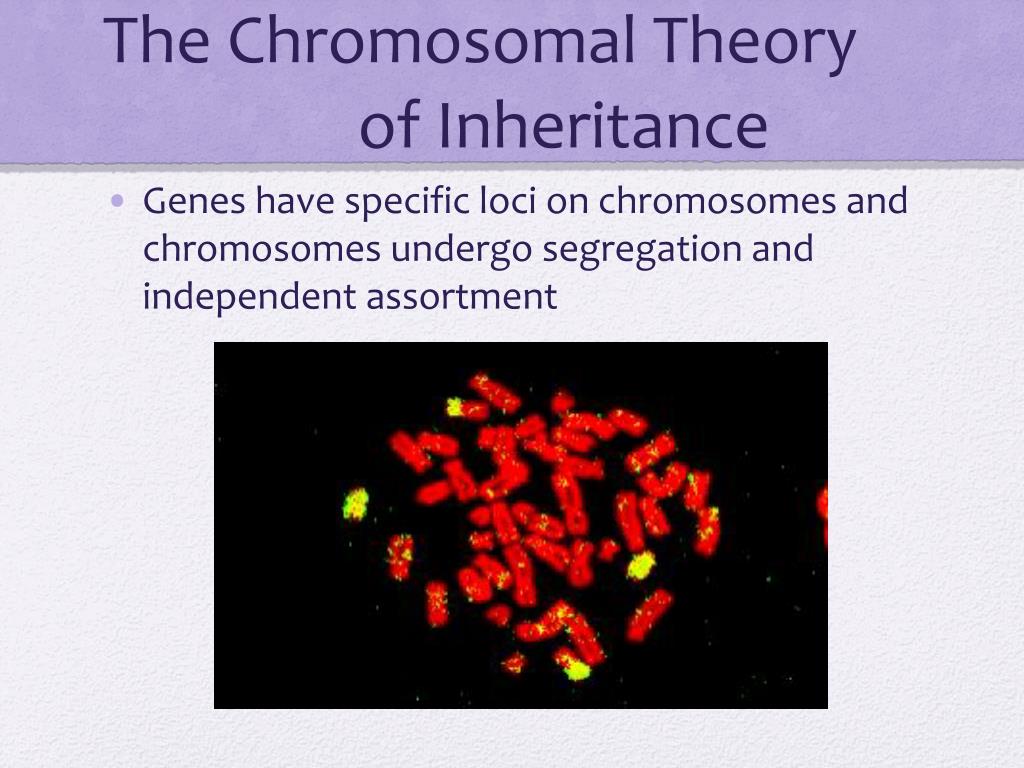 Ppt Chapter 15 The Chromosomal Basis Of Inheritance Powerpoint