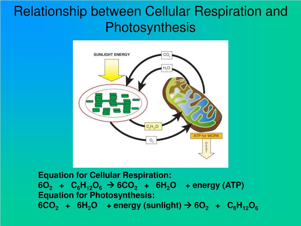 Which is more important, photosynthesis or cellular 