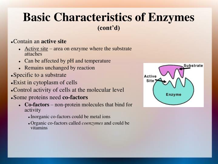PPT Human Biochemistry [Option B] B7 Enzymes Objectives
