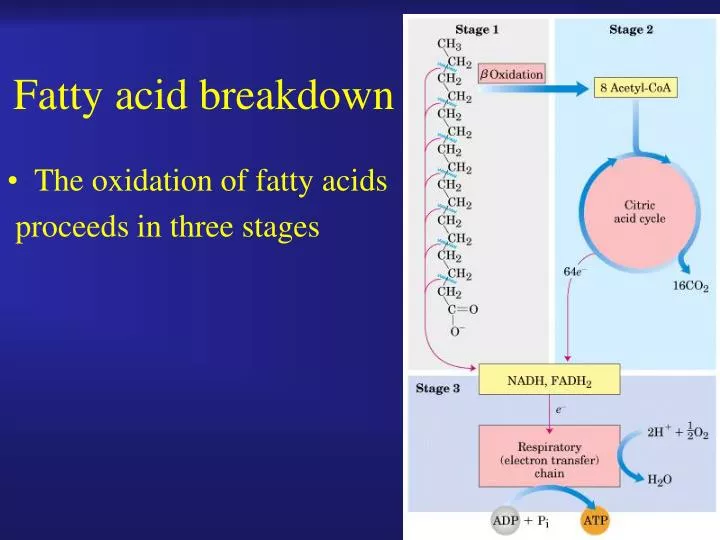 fatty acid breakdown n.
