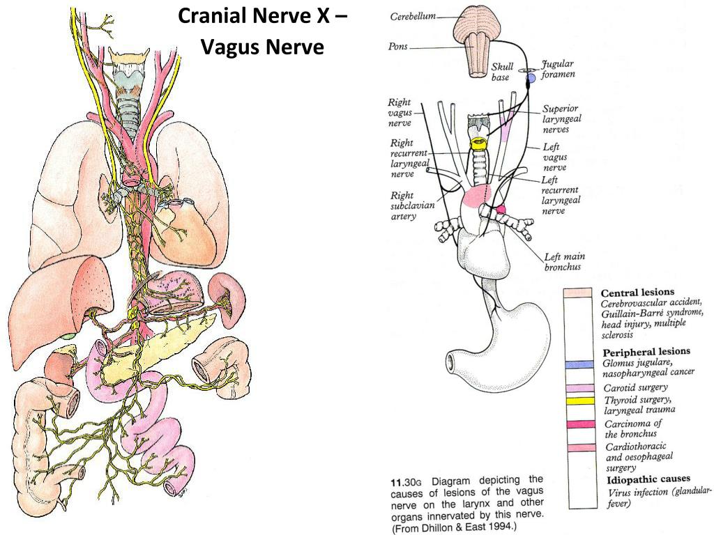 Блуждающий нерв расположен. Вагус блуждающий нерв. Vagus nerve анатомия. Блуждающий нерв анатомия схема на шее. Вагус нерв анатомия схема.