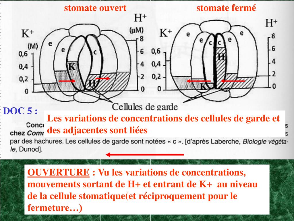 PPT TRANSPIRATION FOLIAIRE STOMATES ET CONTR LE DU FLUX HYDRIQUE ppt-transpiration-foliaire-stomates-et-contr-le-du-flux-hydrique