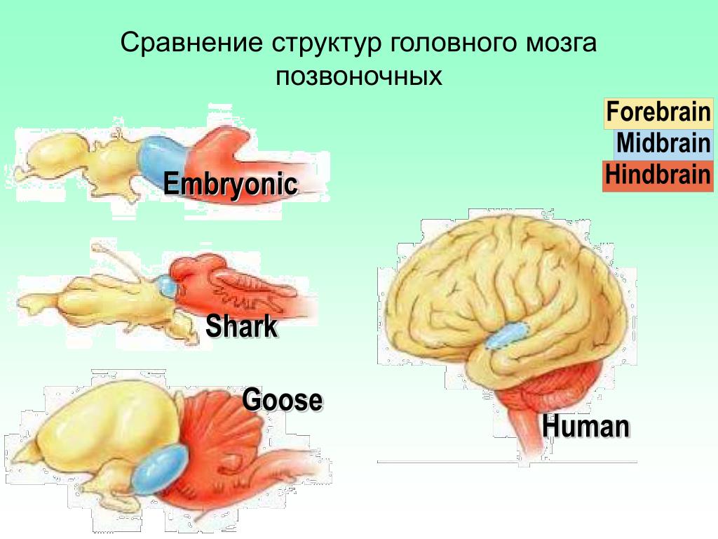 Какой мозг акулы. Головной мозг позвоночных. Мозг акулы. Мозг акулы строение. Строение головного мозга акулы.