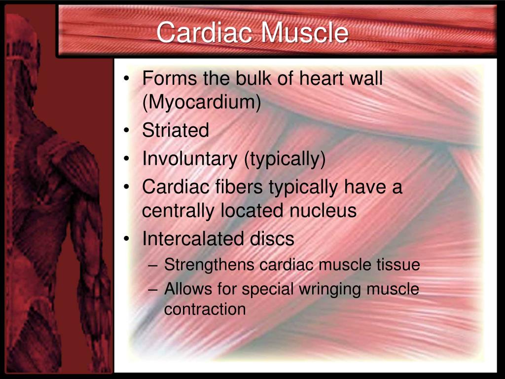 presentation on cardiac muscle