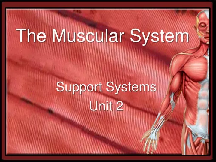 presentation on muscular system