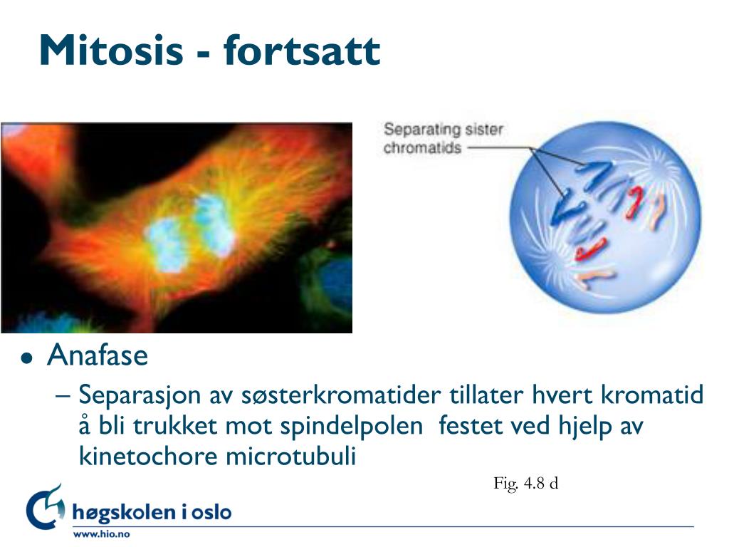 PPT Kap 4 Kromosomteori For Nedarving PowerPoint Presentation Free 