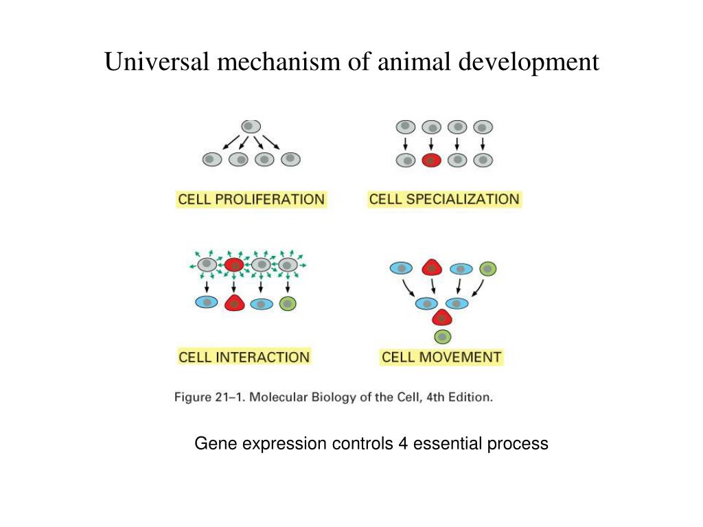 PPT - Universal mechanism of animal development PowerPoint Presentation -  ID:5733261