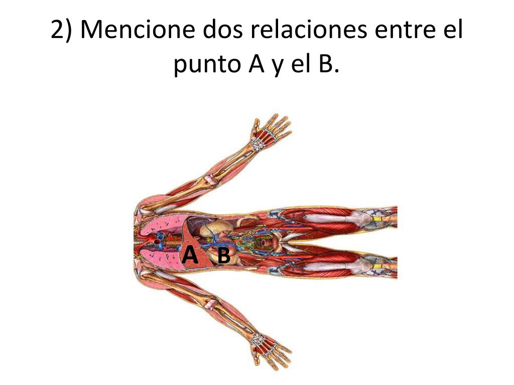 PPT - Introducción A La Anatomía PowerPoint Presentation, Free Download ...